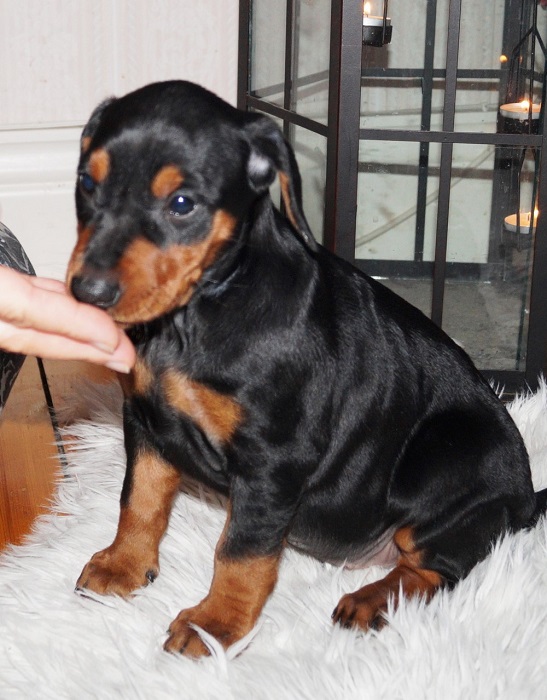 Pinscher * Xélanc Beauty Bess 6 veckor